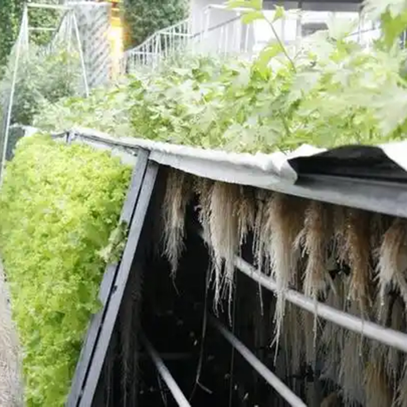 娄底市气雾培水培蔬菜 - 方案